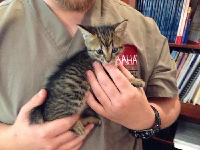 VetMed Animal Health 12