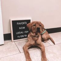 VetMed Animal Health ico