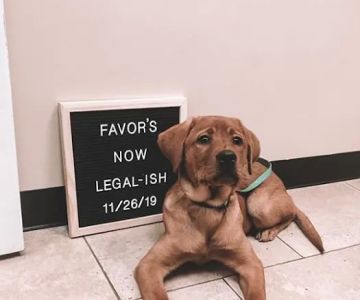 VetMed Animal Health