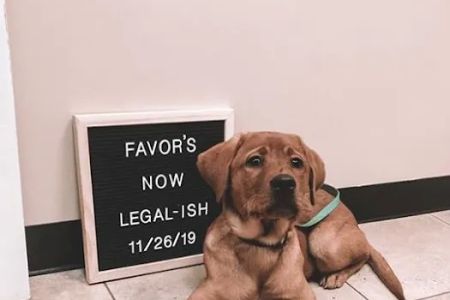 VetMed Animal Health