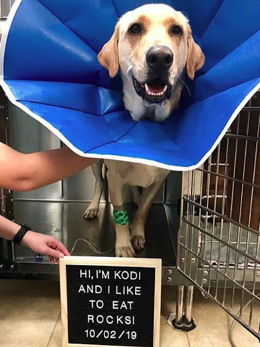 VetMed Animal Health 12