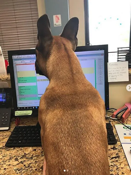 VetMed Animal Health 12