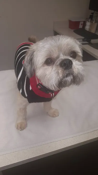 Avenue Animal Hospital 12