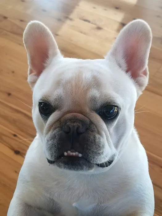 Avenue Animal Hospital 12