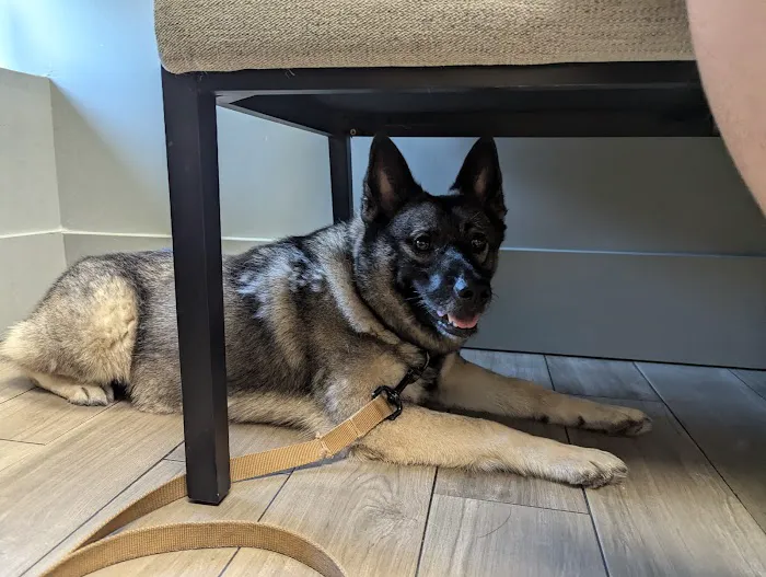 Avenue Animal Hospital 12