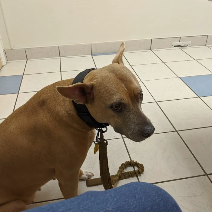 Texas Veterinary Hospital 1