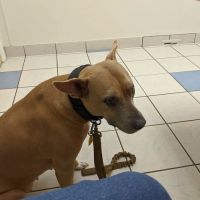 Texas Veterinary Hospital ico