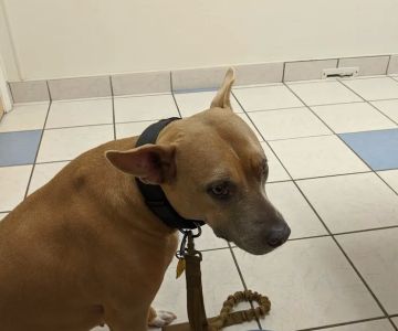 Texas Veterinary Hospital