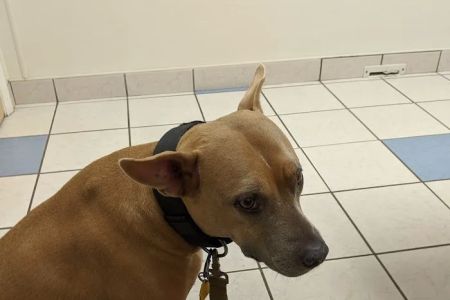 Texas Veterinary Hospital
