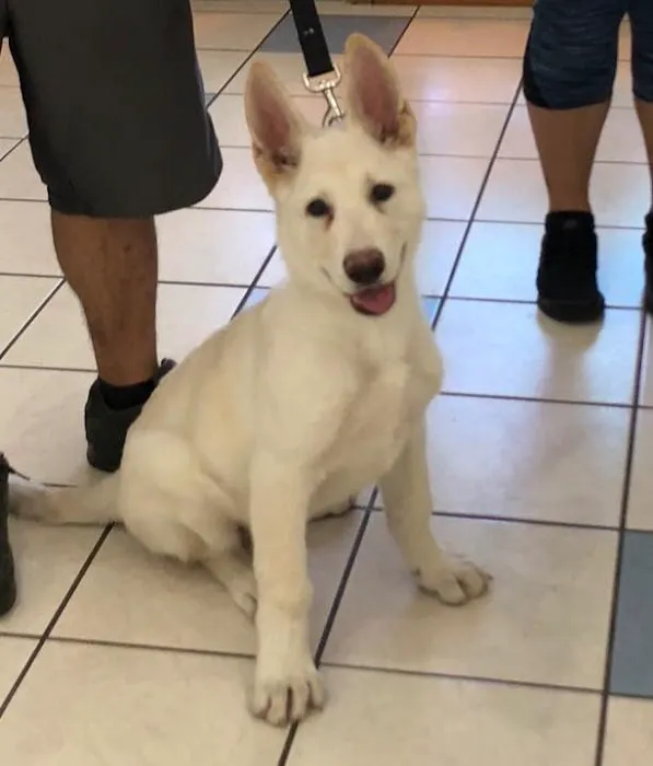 Texas Veterinary Hospital 4