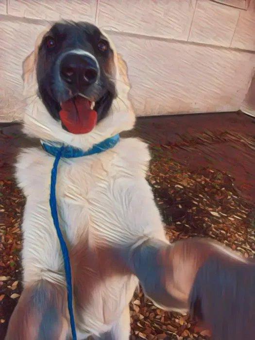 Texas Veterinary Hospital 10