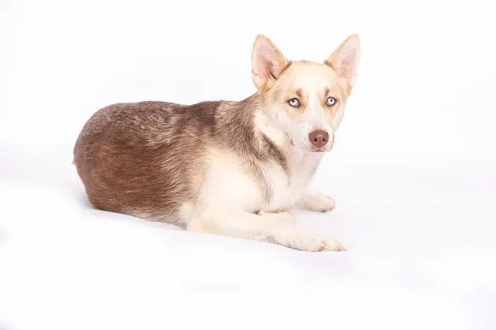VCA Becker Animal Hospital and Pet Resort 12