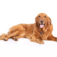 VCA Becker Animal Hospital and Pet Resort ico