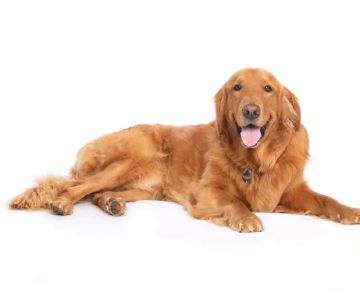 VCA Becker Animal Hospital and Pet Resort