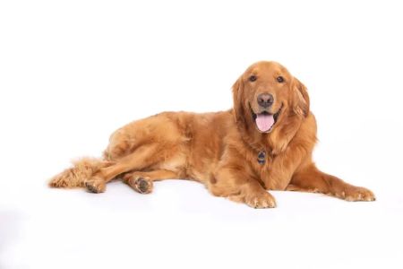 VCA Becker Animal Hospital and Pet Resort