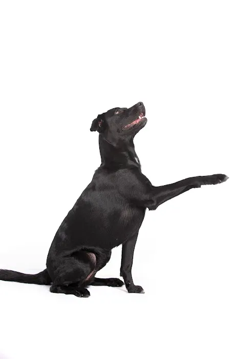 VCA Becker Animal Hospital and Pet Resort 12