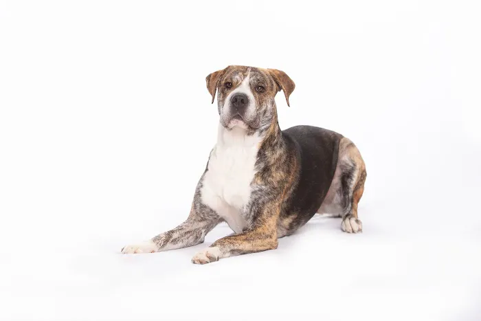 VCA Becker Animal Hospital and Pet Resort 12