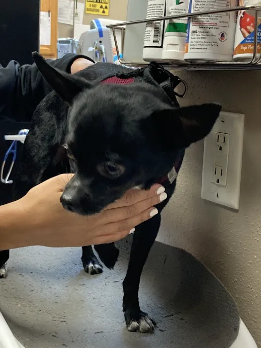 A Pet's Choice Veterinary Care, A Thrive Pet Healthcare Partner 8