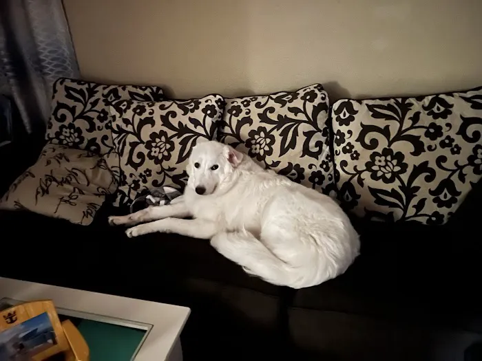 Animal Emergency Room 6