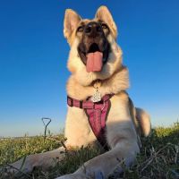 Animal Hospital of San Antonio ico