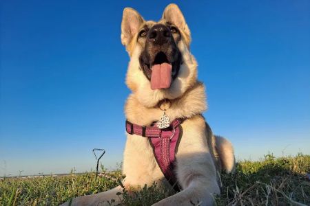Animal Hospital of San Antonio