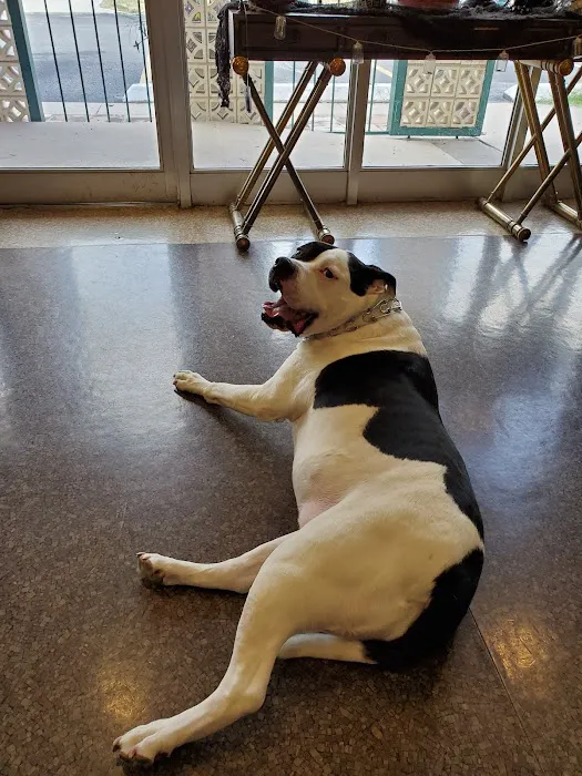 Animal Hospital of San Antonio 12