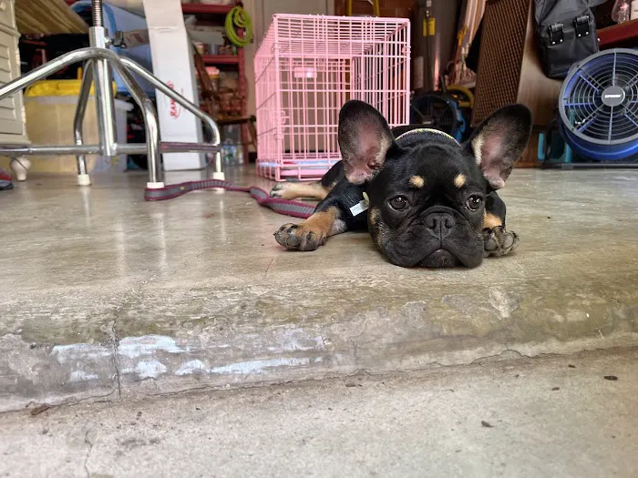 Ace Veterinary Clinic 12