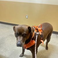Eagle Veterinary Hospital ico