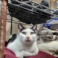 Olmos Park Animal Hospital ico