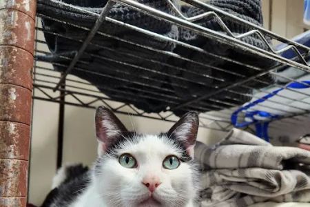Olmos Park Animal Hospital