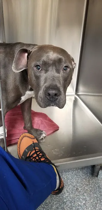 Olmos Park Animal Hospital 12