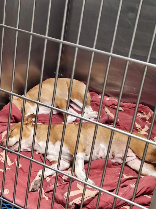 Olmos Park Animal Hospital 12