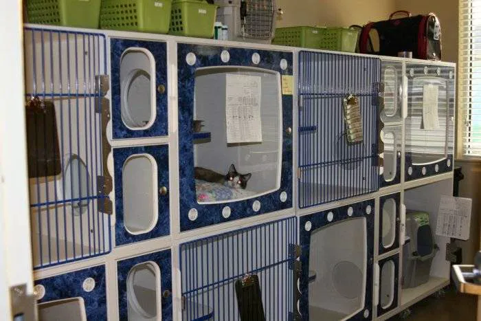 VCA Oak Hills Animal Hospital 6