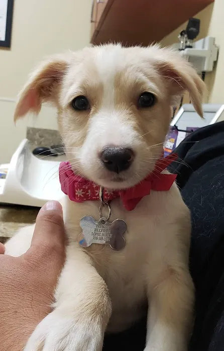 VCA Oak Hills Animal Hospital 5