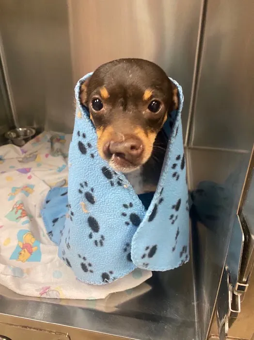 VCA Oak Hills Animal Hospital 8