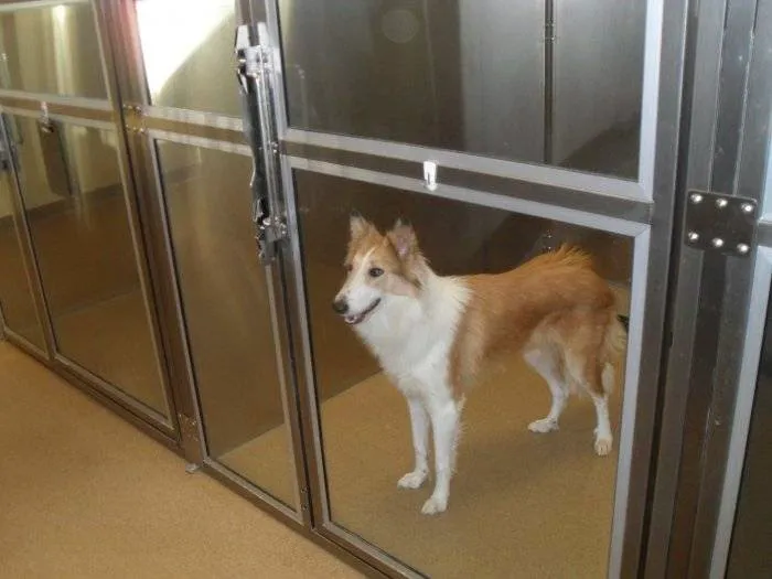 VCA Oak Hills Animal Hospital 10