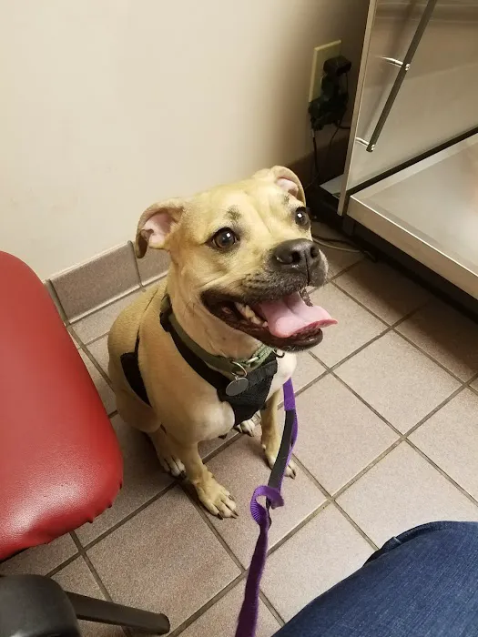 VCA Falcon Village Animal Hospital 1