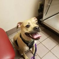VCA Falcon Village Animal Hospital ico