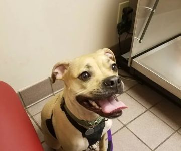 VCA Falcon Village Animal Hospital