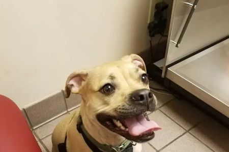 VCA Falcon Village Animal Hospital