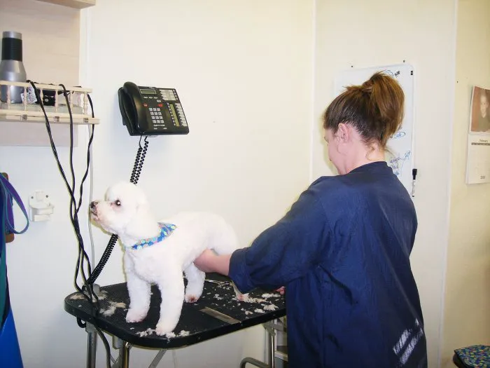 VCA Falcon Village Animal Hospital 6