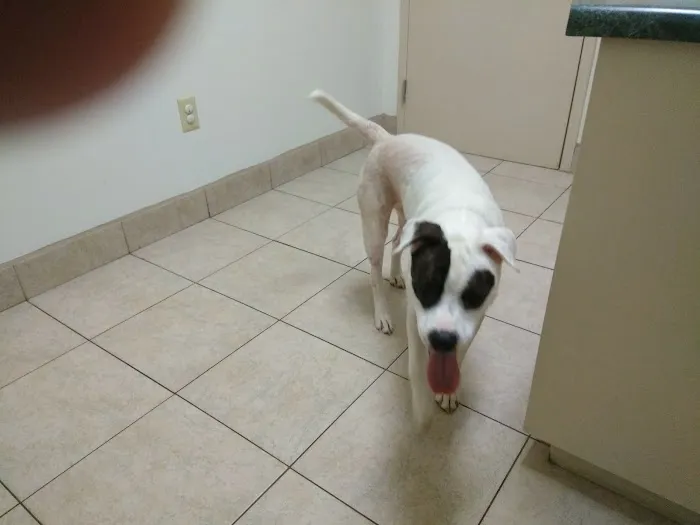 VCA Falcon Village Animal Hospital 7