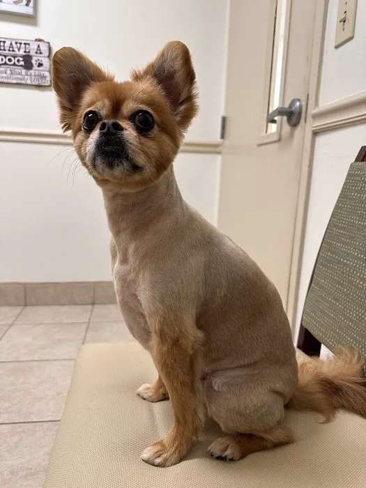 VCA Falcon Village Animal Hospital 10