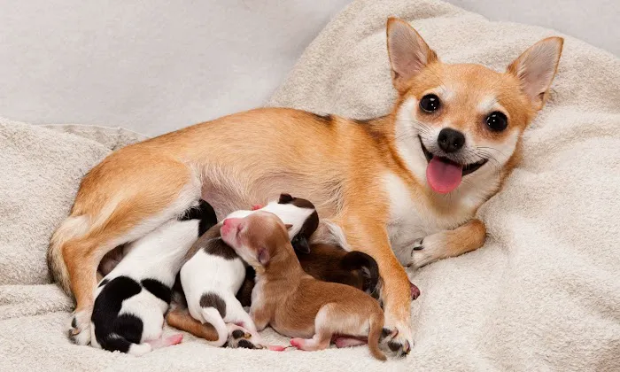 Old Peachtree Animal Clinic: Low Cost Veterinary Medical Center of Gwinnett 5