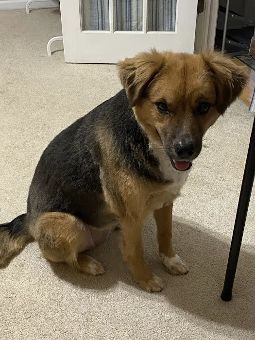 Sugar Creek Animal Hospital 4