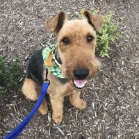 Sugar Creek Animal Hospital ico