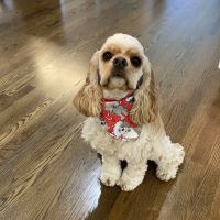 Animal Medical Center of Lawrenceville, A Thrive Pet Healthcare Partner ico