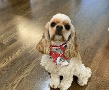 Animal Medical Center of Lawrenceville, A Thrive Pet Healthcare Partner