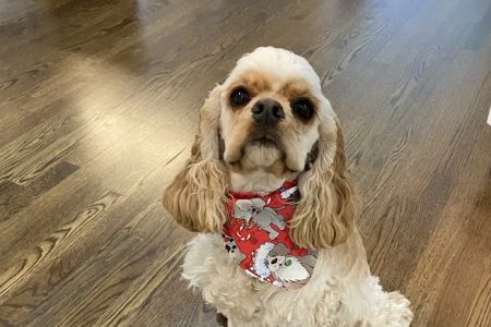 Animal Medical Center of Lawrenceville, A Thrive Pet Healthcare Partner