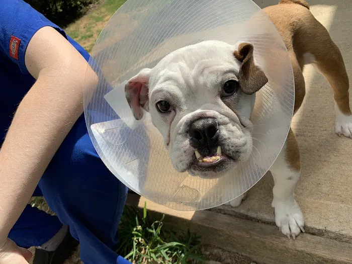 Animal Medical Center of Lawrenceville, A Thrive Pet Healthcare Partner 12